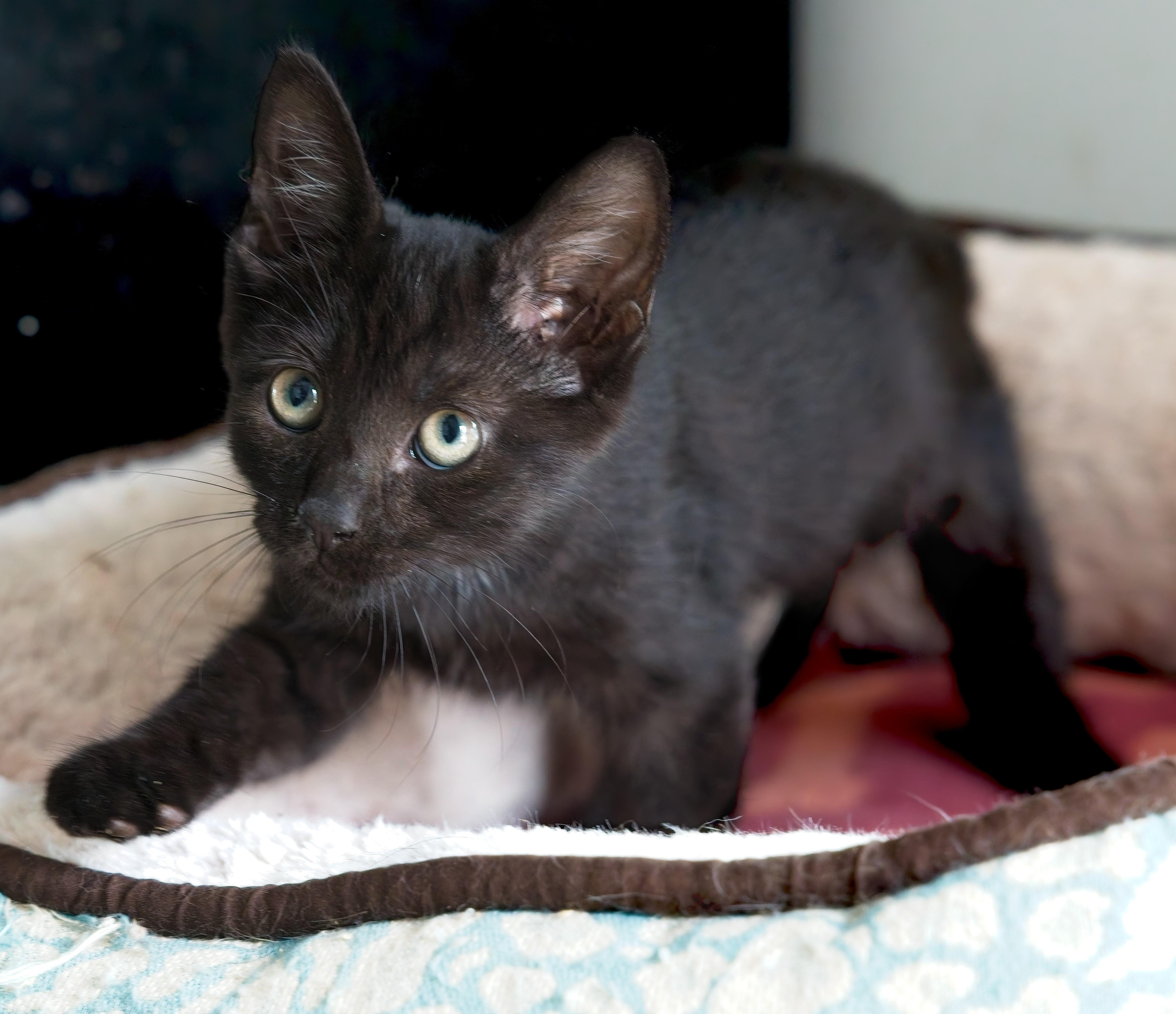 Enlarge ELVIS, a Adopted Domestic Short Hair in Owensboro, KY image 6/6