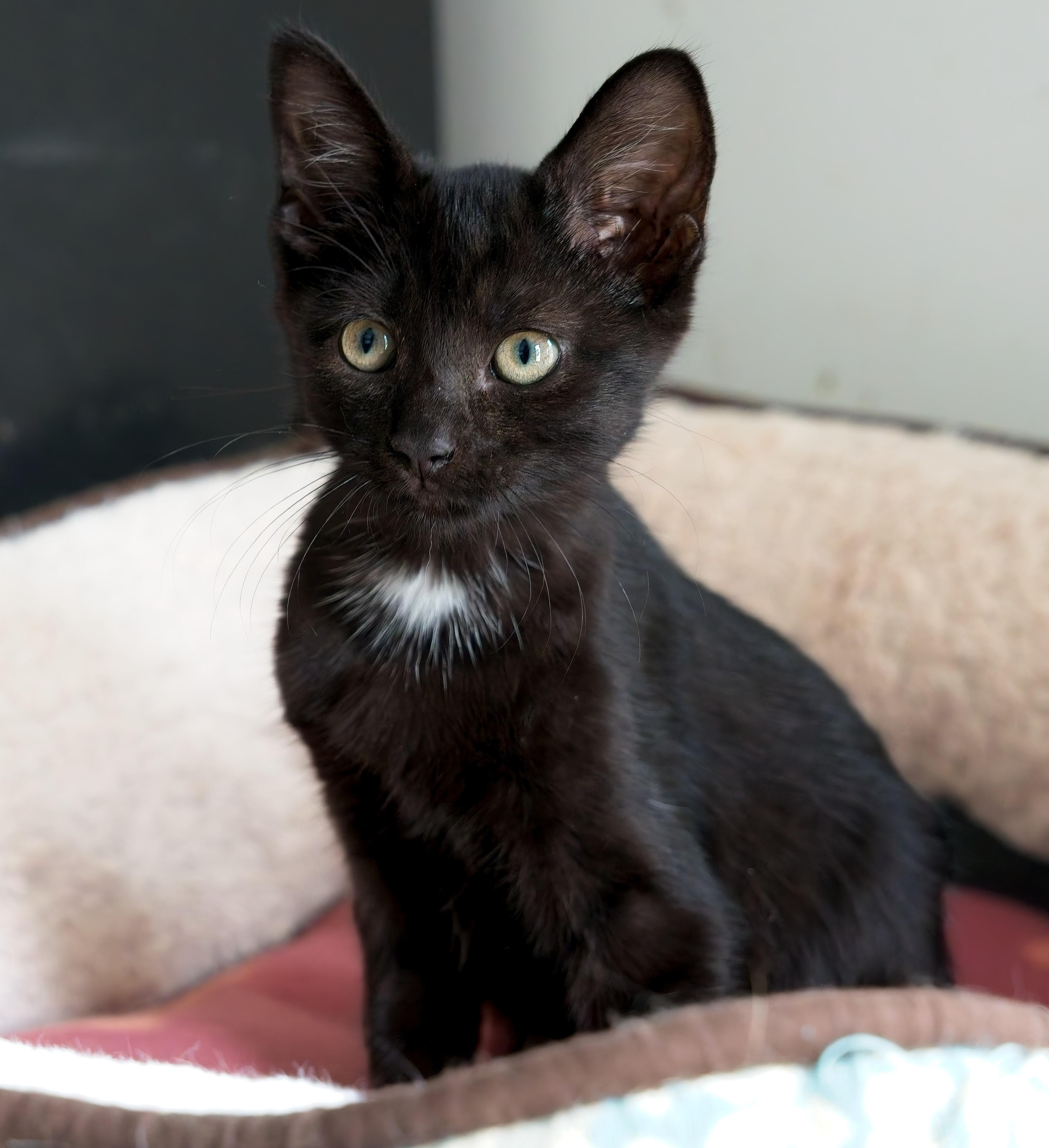ELVIS, Adopted, Young Male Domestic Short Hair.