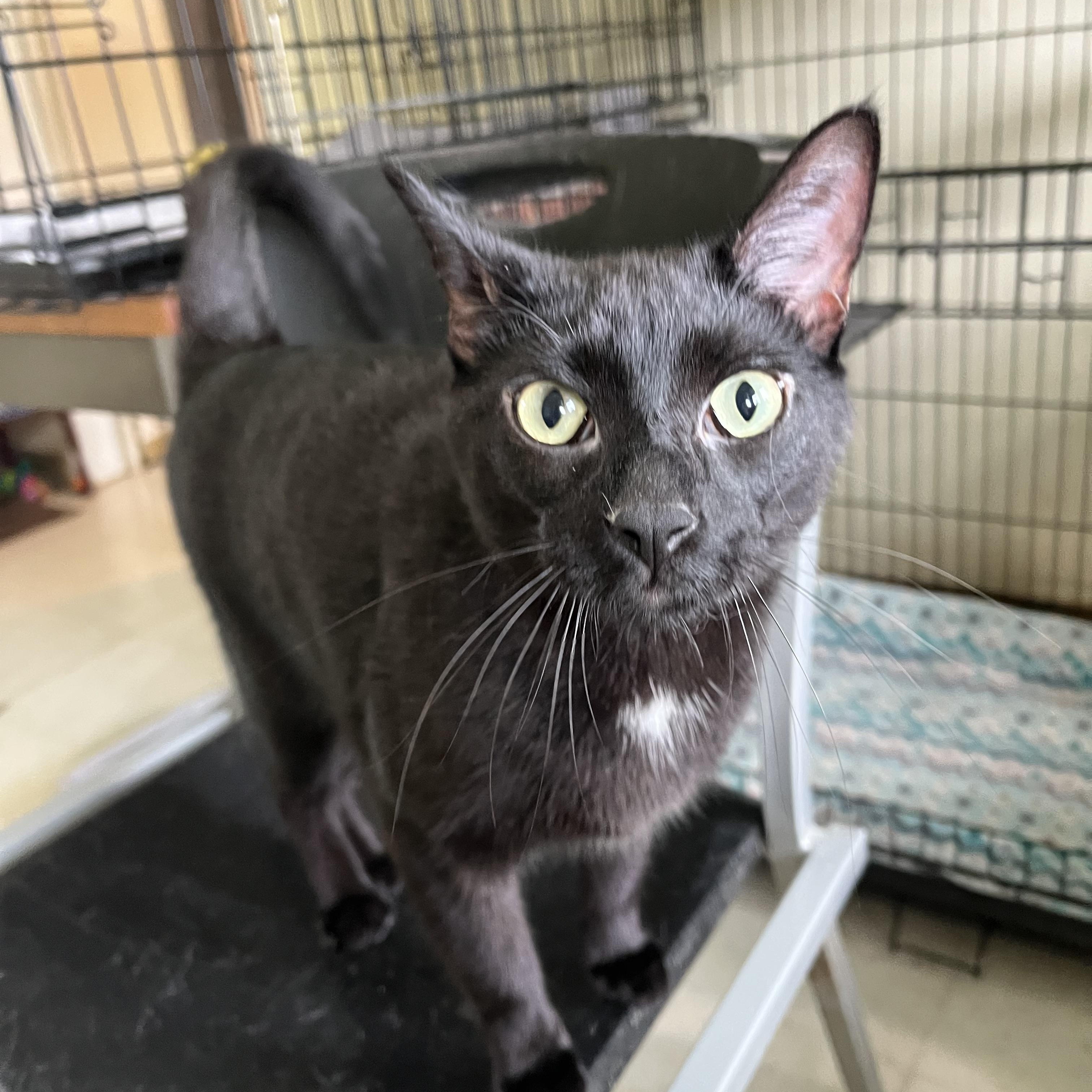 Enlarge Scar (sweetest fellow), a Adoptable Domestic Short Hair in Moline, IL image 2/5