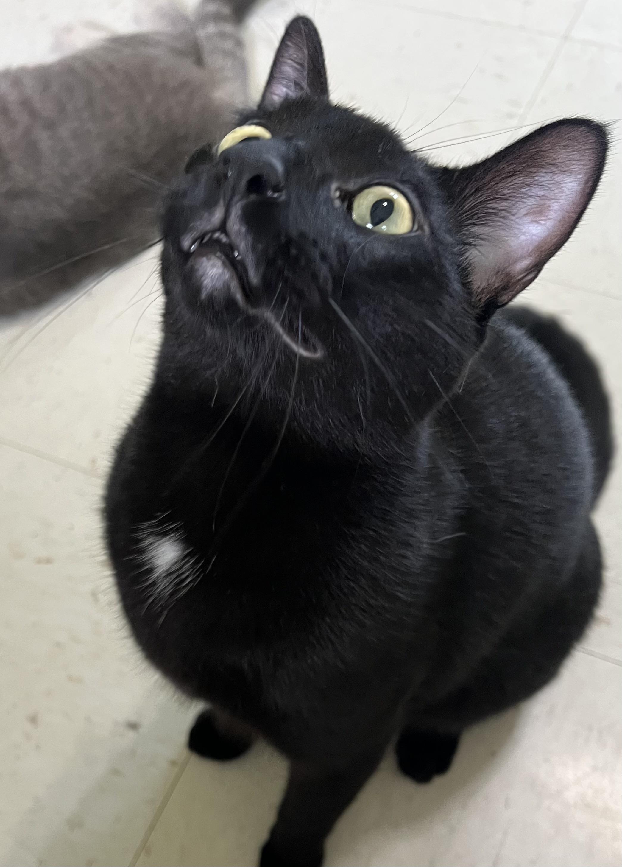 Scar (sweetest fellow), Adoptable, Young Male Domestic Short Hair.