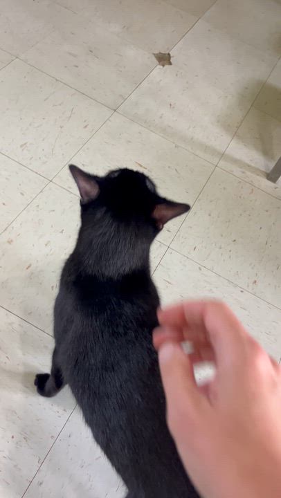 Enlarge Scar (sweetest fellow), a Adoptable Domestic Short Hair in Moline, IL video 3/5