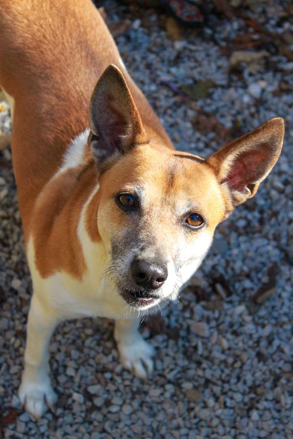 Enlarge Chewy, a Adoptable Rat Terrier in Ona, WV image 3/3