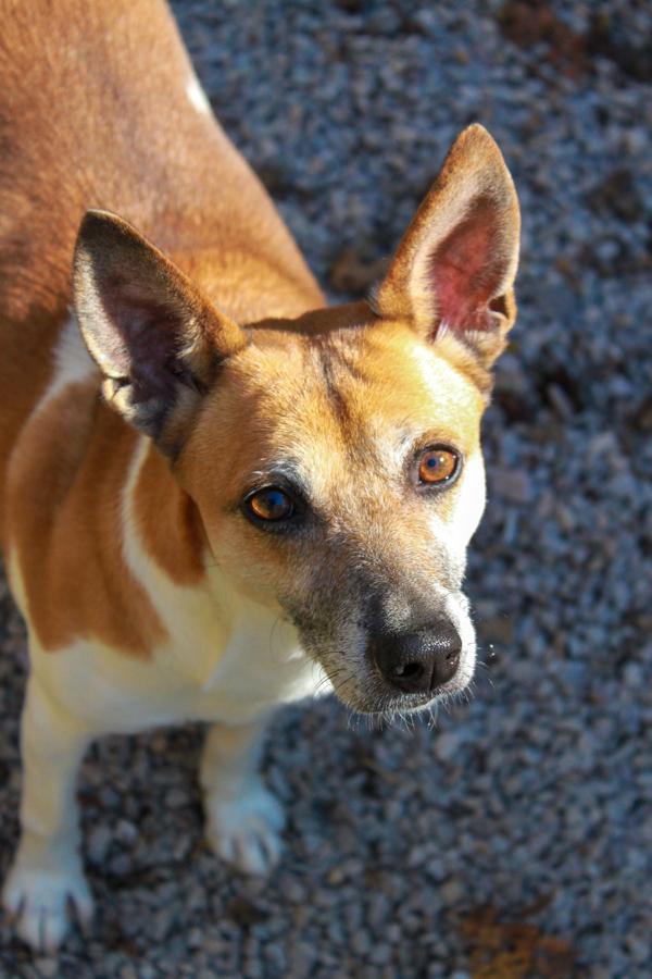 Chewy, Adoptable, Senior Female Rat Terrier.