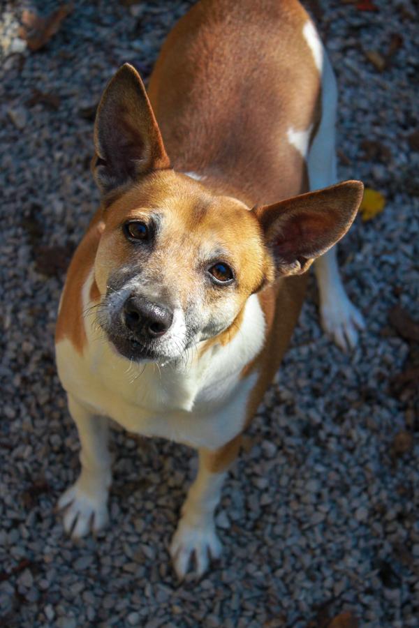 Enlarge Chewy, a Adoptable Rat Terrier in Ona, WV image 2/3