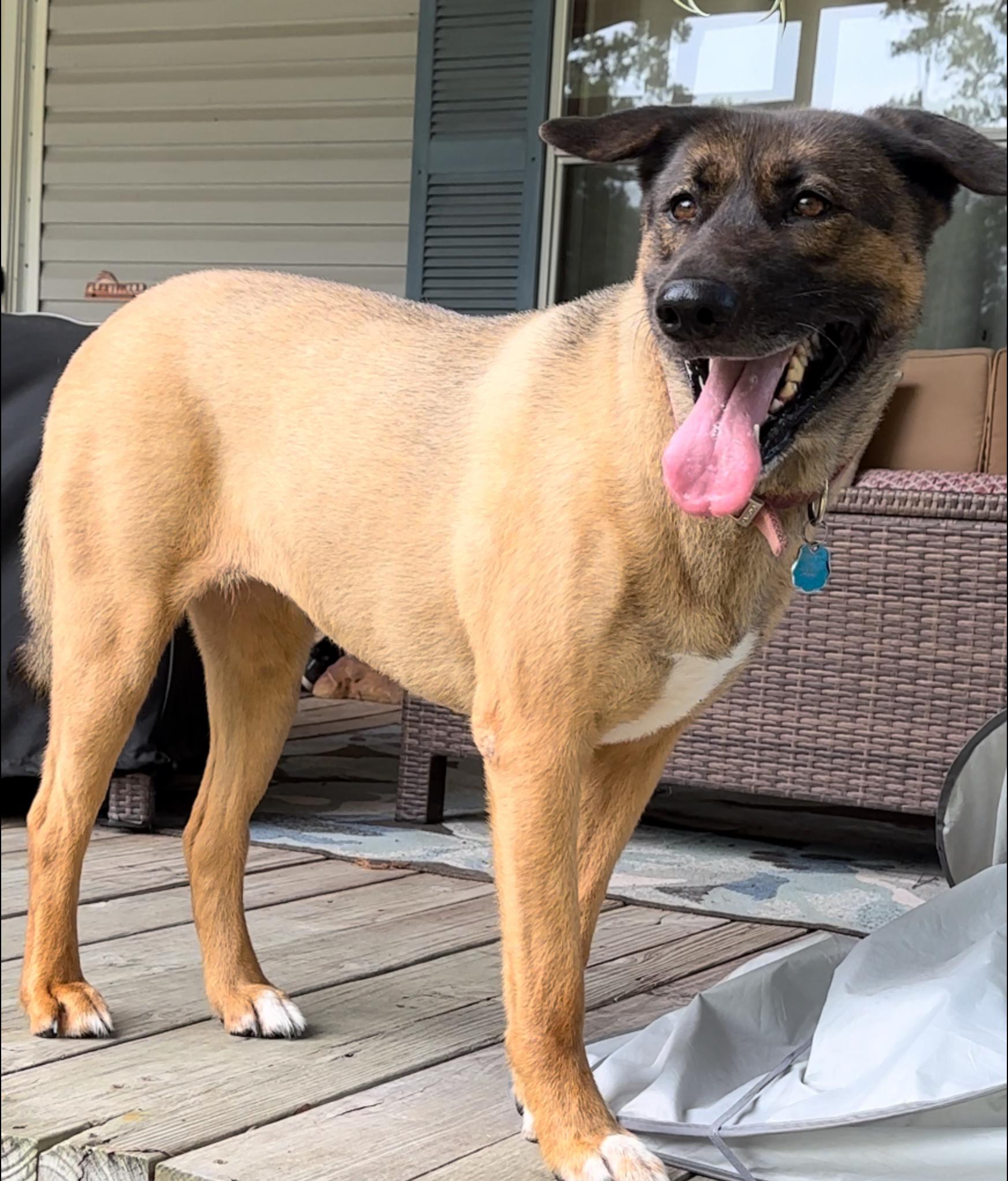 Enlarge Gracie, a Adoptable mixed breed in Houston, TX image 1/3