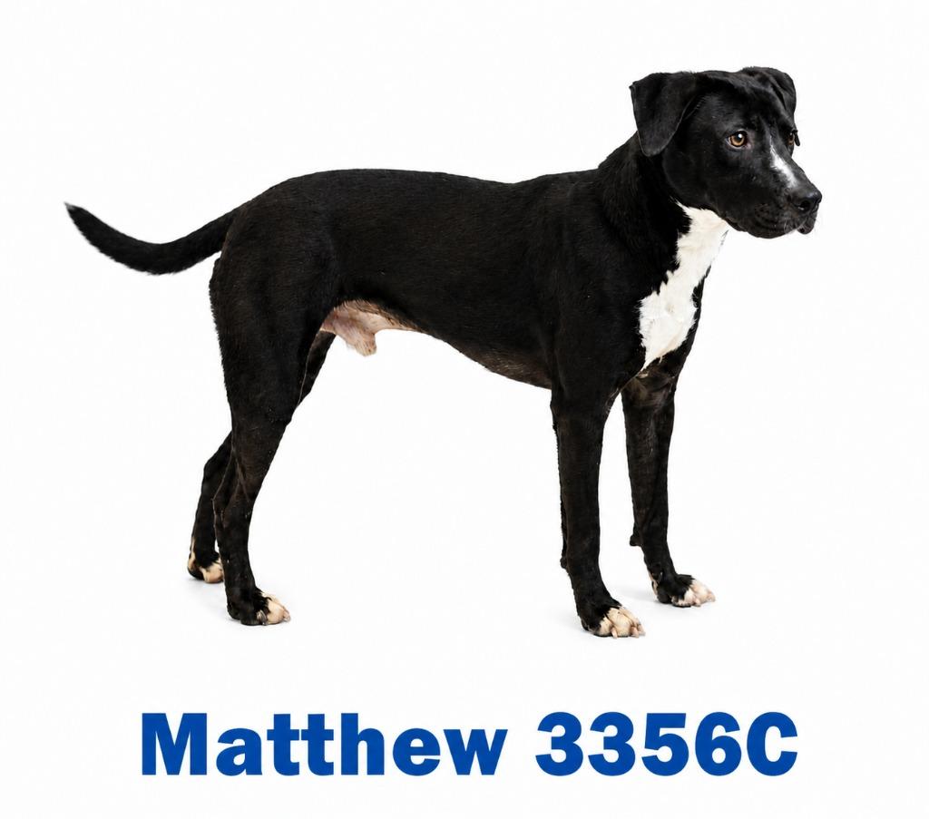 Matthew, Adoptable, Young Male Labrador Retriever & Mixed Breed.