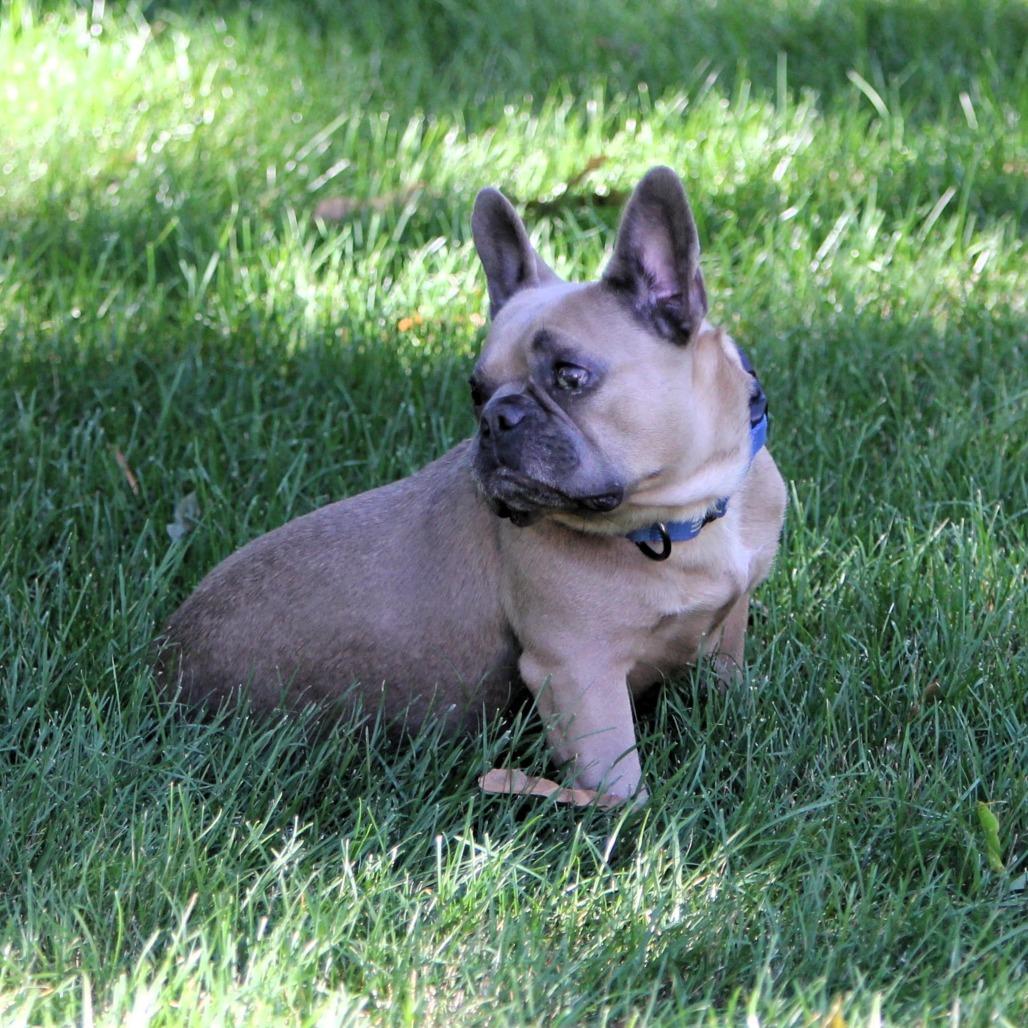 Chickie Blue, Adoptable, Adult Female French Bulldog & None.