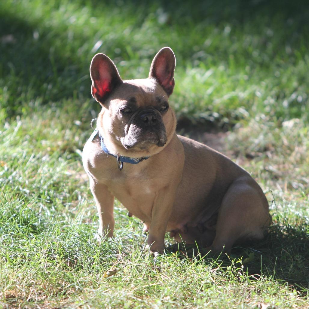 Enlarge Chickie Blue, a Adoptable French Bulldog in Crystal, MN image 2/6