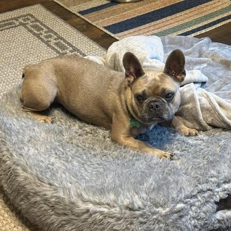 Enlarge Chickie Blue, a Adoptable French Bulldog in Crystal, MN image 3/6