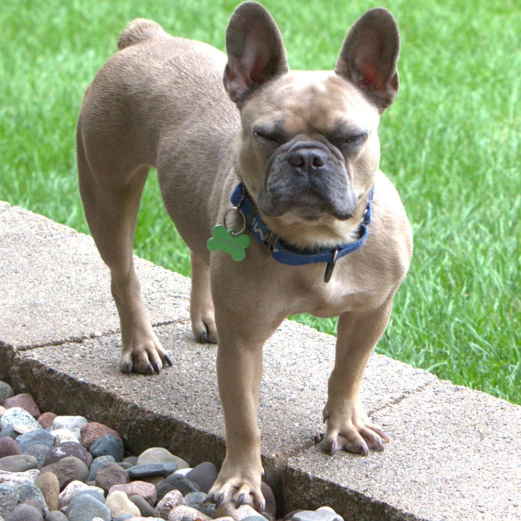 Enlarge Chickie Blue, a Adoptable French Bulldog in Crystal, MN image 4/6