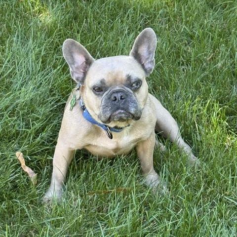 Enlarge Chickie Blue, a Adoptable French Bulldog in Crystal, MN image 5/6