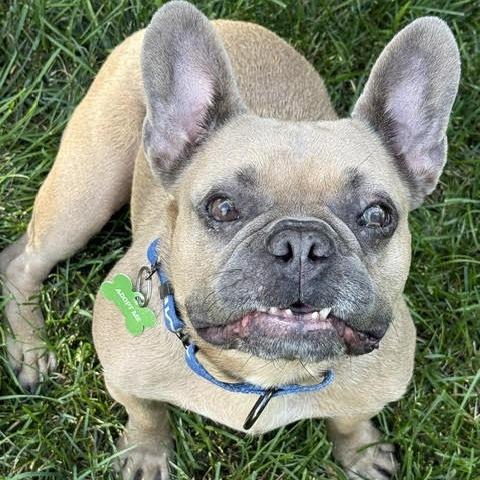Enlarge Chickie Blue, a Adoptable French Bulldog in Crystal, MN image 6/6