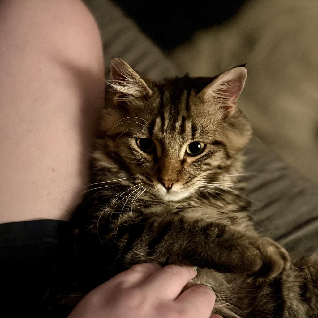 Orion, Adoptable, Young Male Domestic Medium Hair.