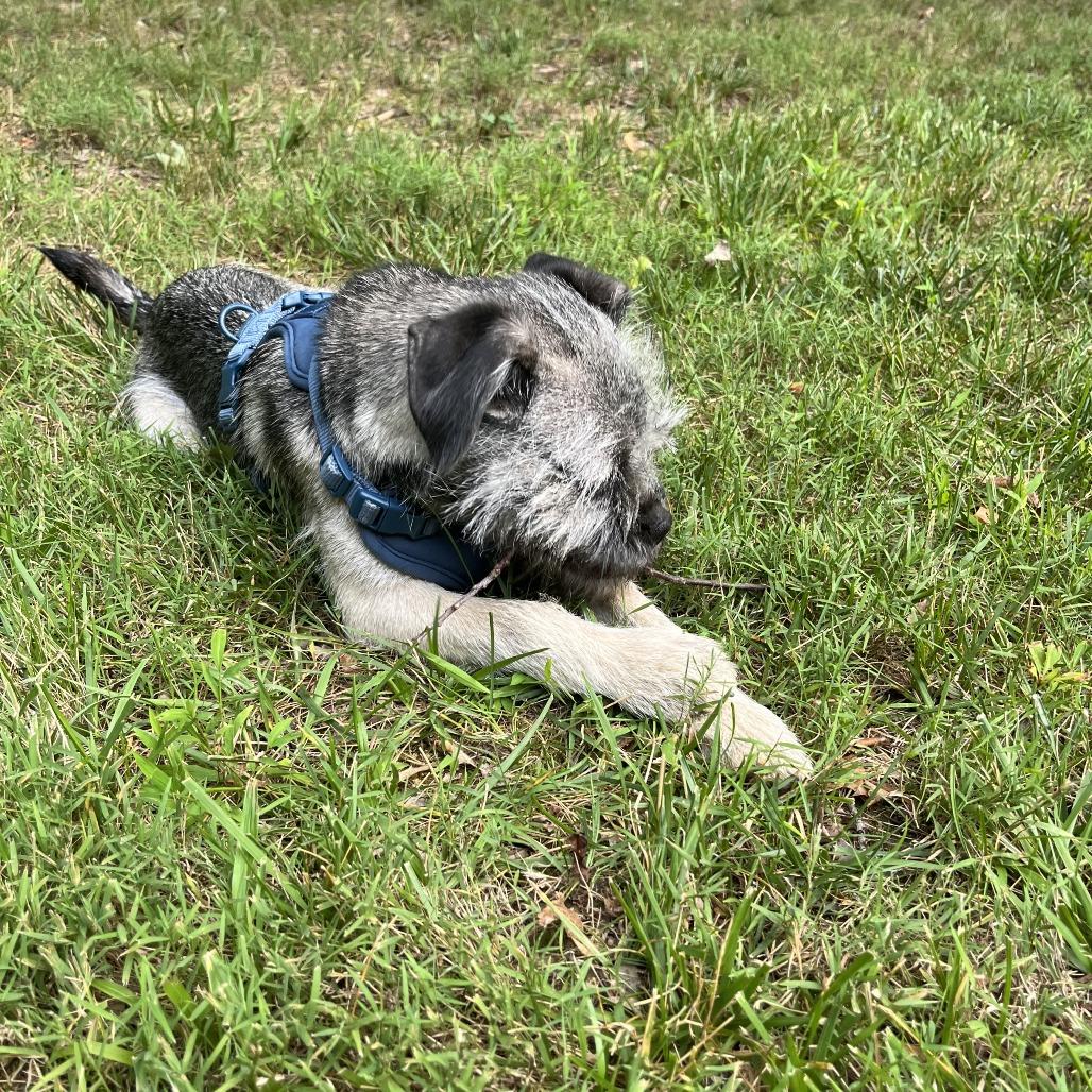 Enlarge Peanut Butter, a Adoptable mixed breed in Fairfax, VA image 2/6