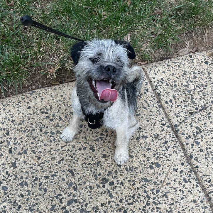 Enlarge Peanut Butter, a Adoptable mixed breed in Fairfax, VA image 3/6