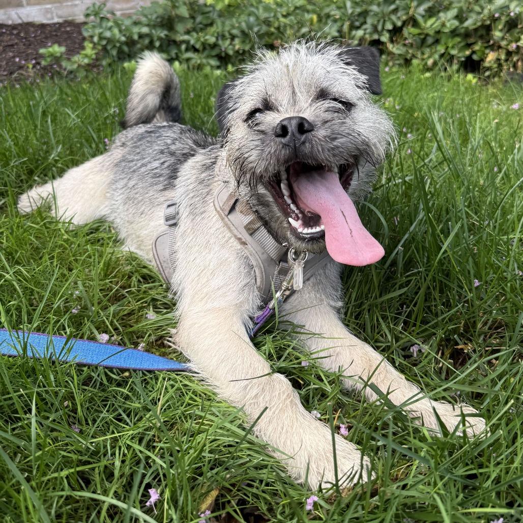 Enlarge Peanut Butter, a Adoptable mixed breed in Fairfax, VA image 4/6
