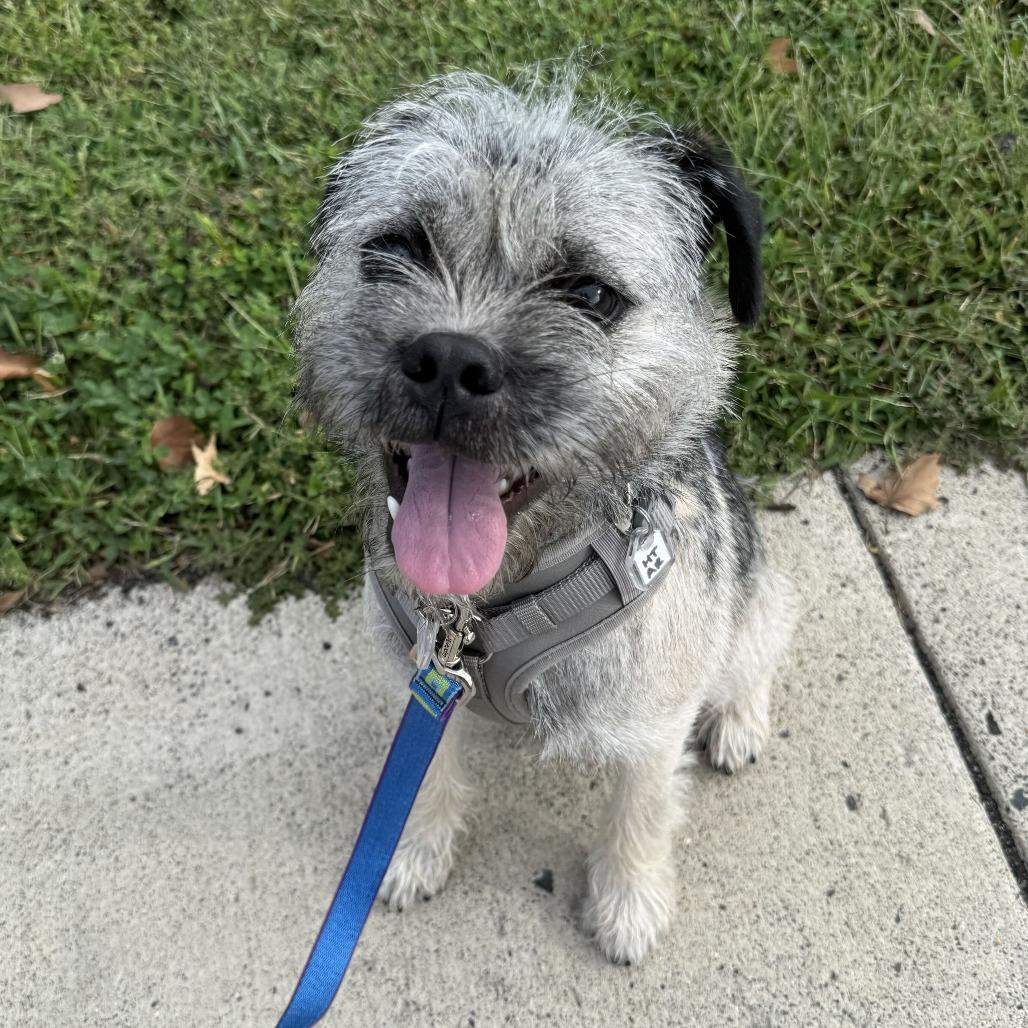 Enlarge Peanut Butter, a Adoptable mixed breed in Fairfax, VA image 5/6