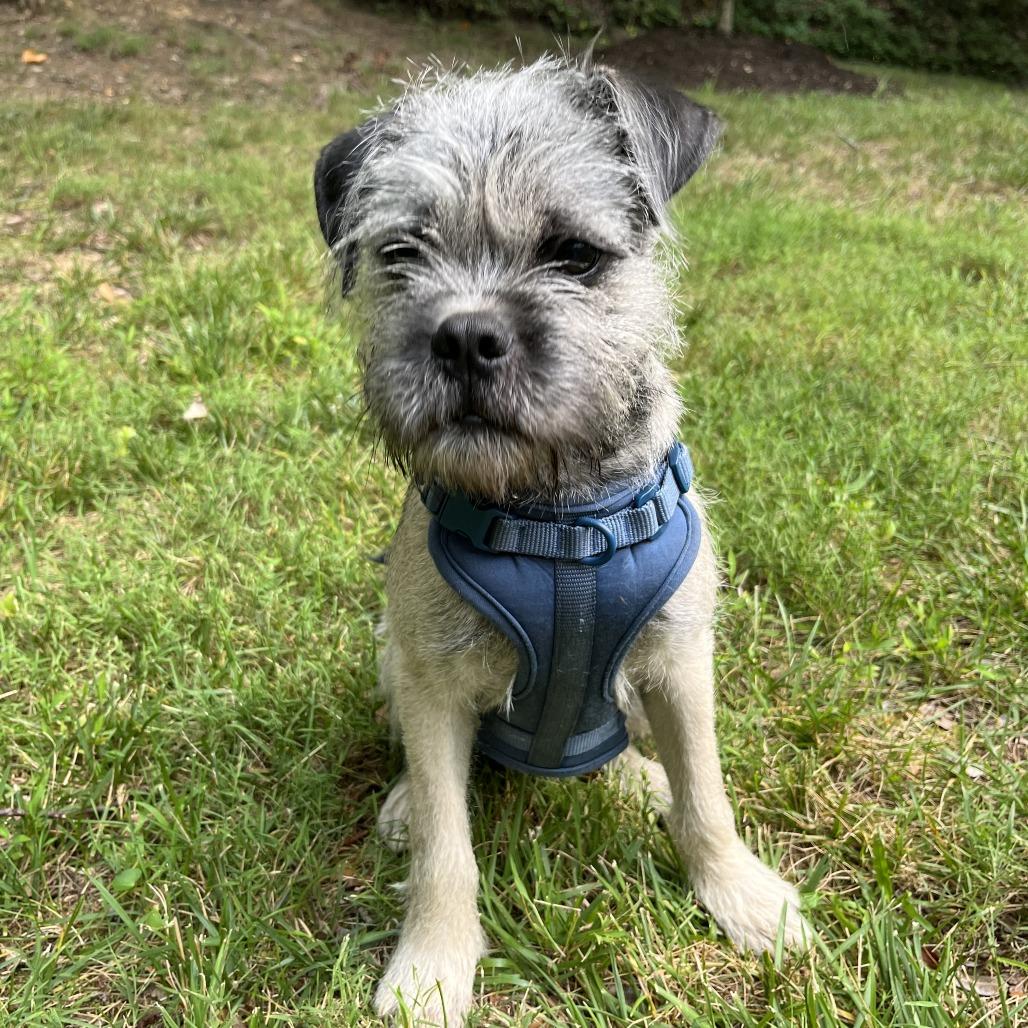 Enlarge Peanut Butter, a Adoptable mixed breed in Fairfax, VA image 6/6