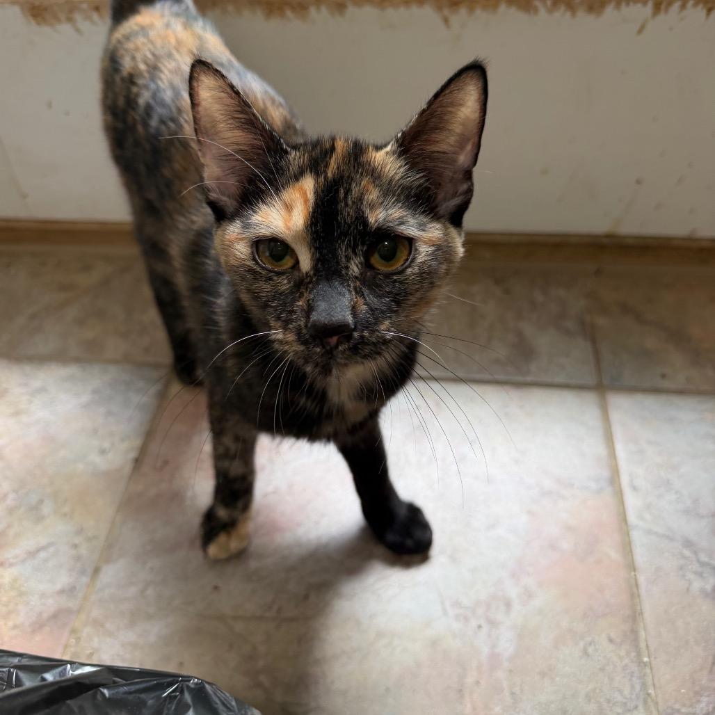 Vespera, Adoptable, Kitten Female Domestic Short Hair.