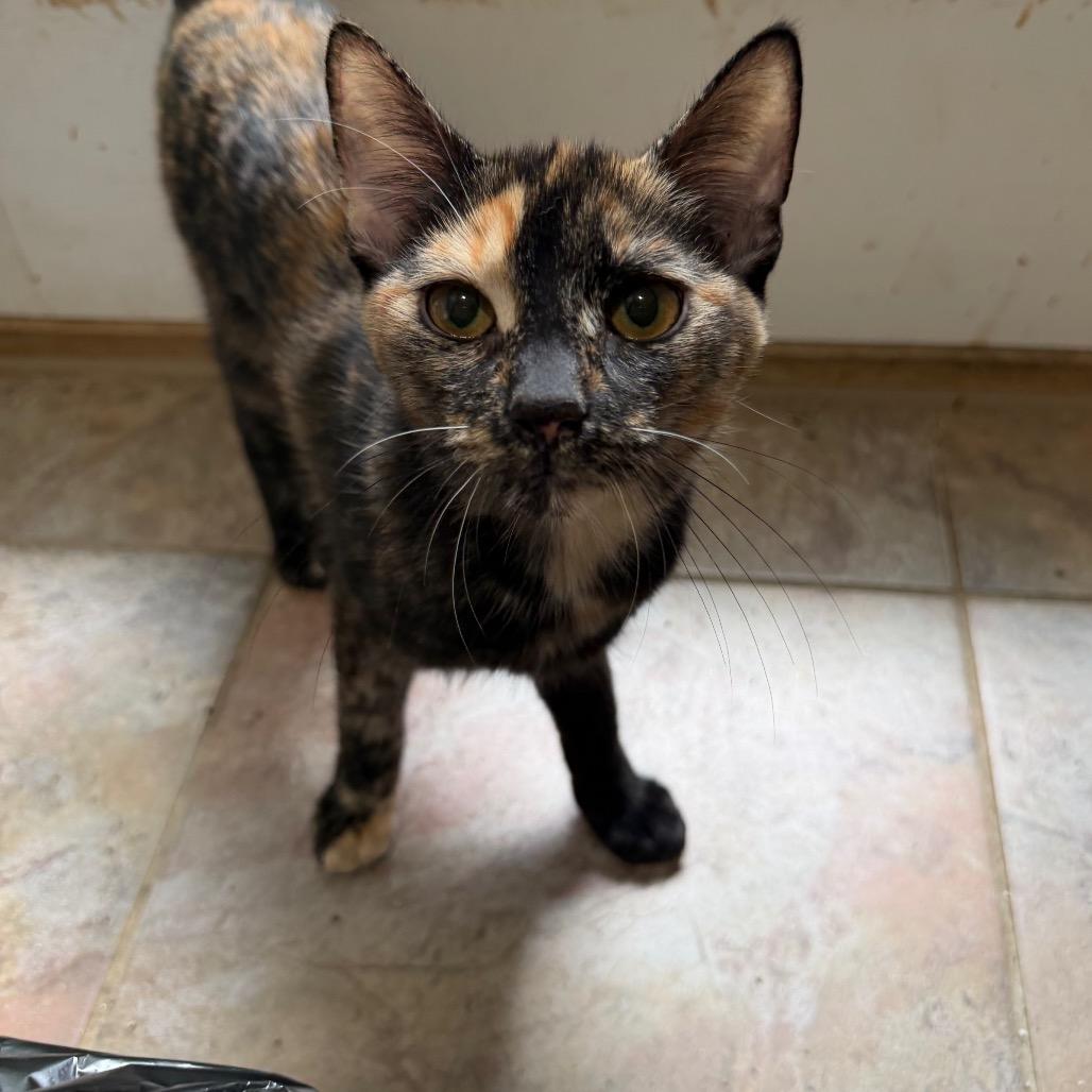Vespera, a Adoptable Domestic Short Hair in West Chester, PA image 2/6
