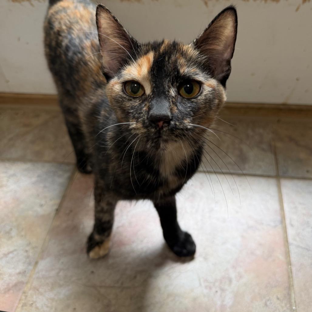 Vespera, a Adoptable Domestic Short Hair in West Chester, PA image 3/6