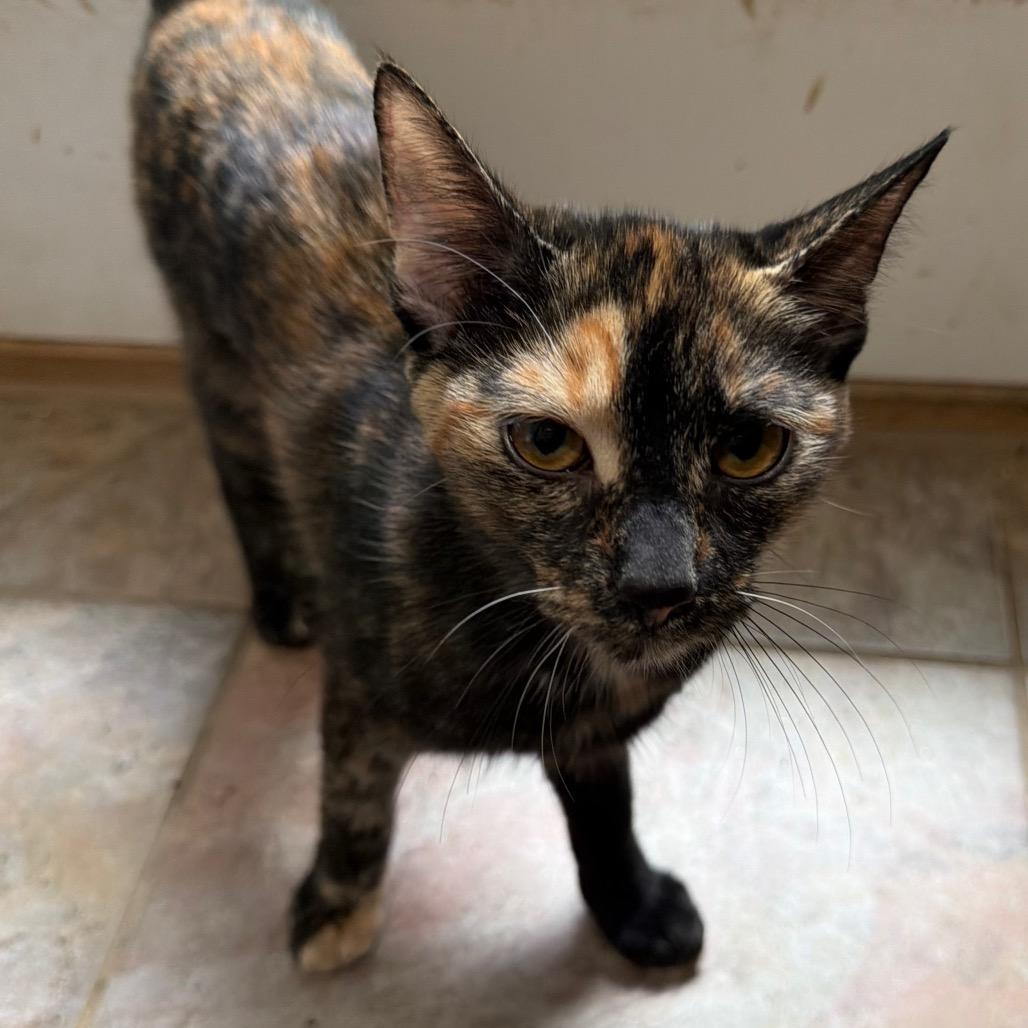 Vespera, a Adoptable Domestic Short Hair in West Chester, PA image 4/6
