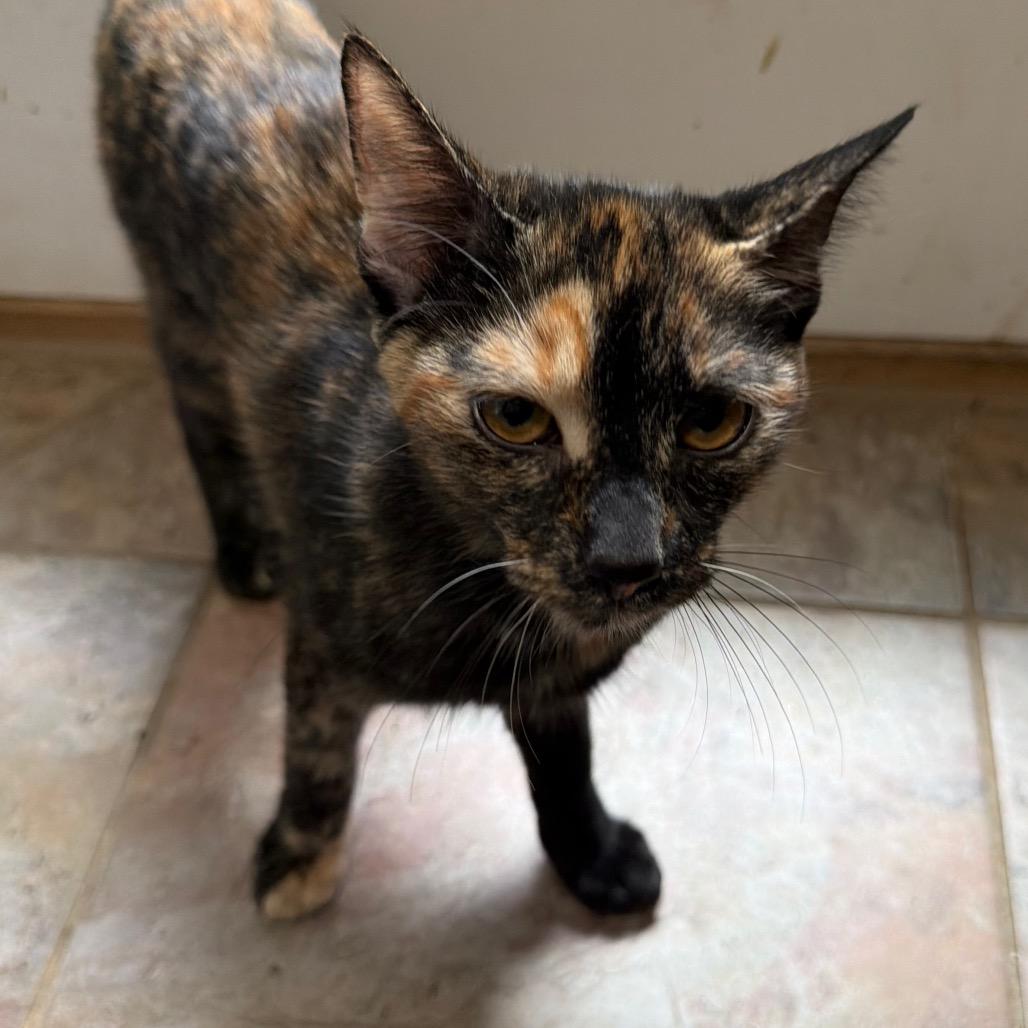 Vespera, a Adoptable Domestic Short Hair in West Chester, PA image 5/6