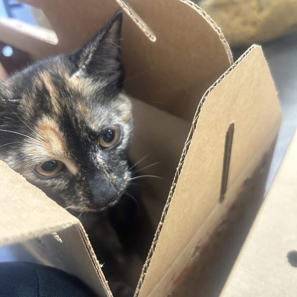Vespera, a Adoptable Domestic Short Hair in West Chester, PA image 6/6