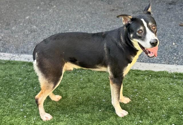STREUSEL, Adoptable, Young Male Siberian Husky & Mixed Breed.