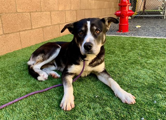 Enlarge STREUSEL, a Adoptable mixed breed in Moreno Valley, CA image 1/1