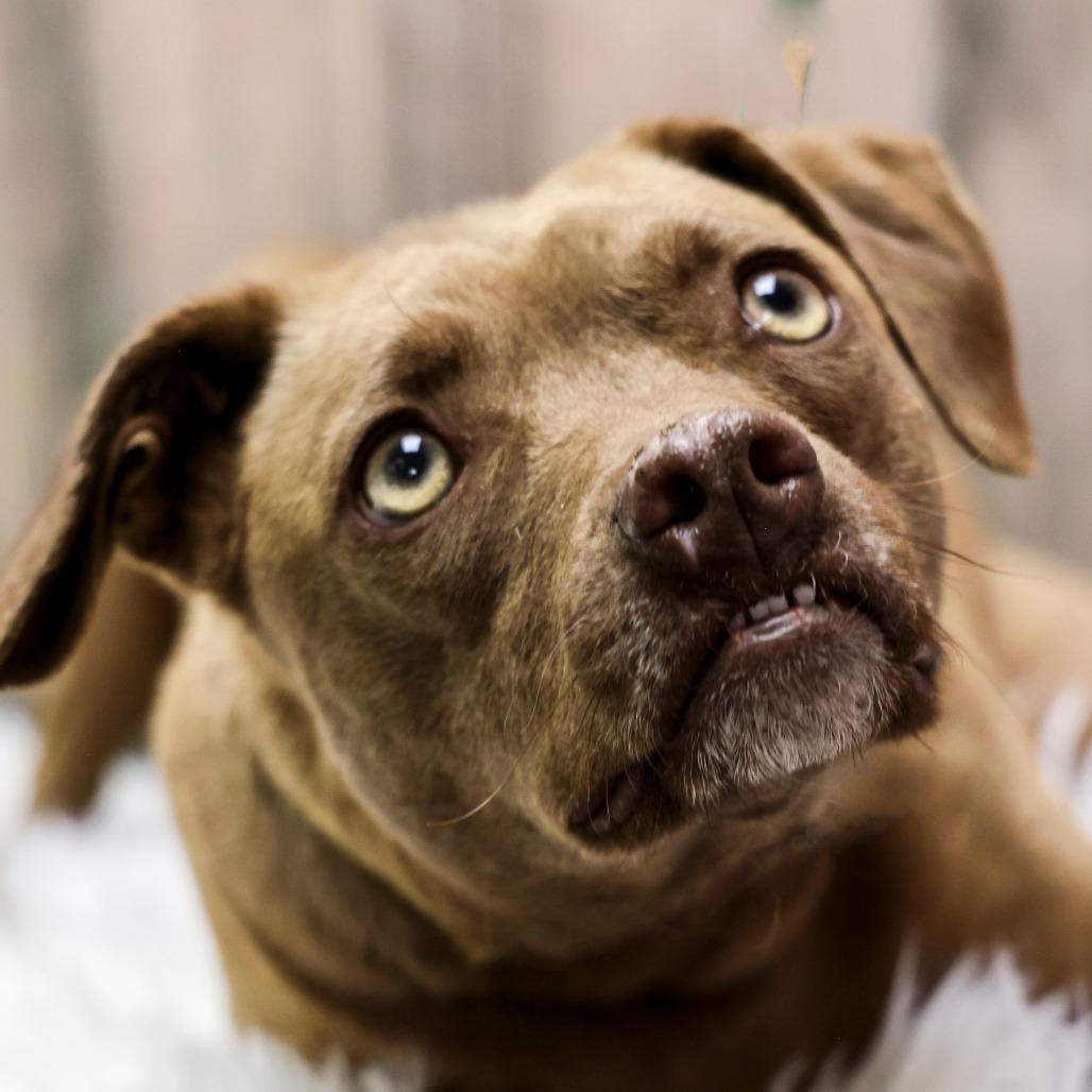 Helen, Adoptable, Adult Female Retriever.
