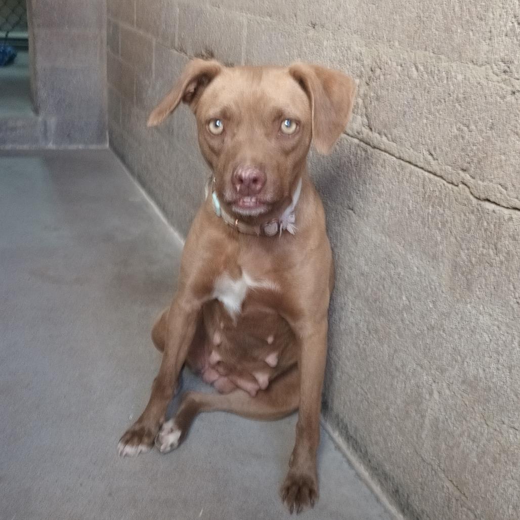Enlarge Helen, a Adoptable Retriever in Casa Grande, AZ image 2/2