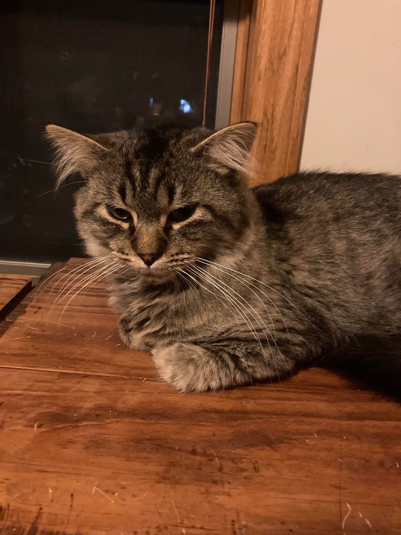 Cat for adoption Misser, a Domestic Medium Hair in Hutchinson, MN