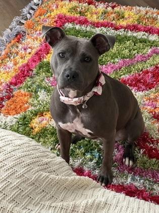 Vegas (in foster), Adoptable, Young Female Mixed Breed & Mixed Breed.