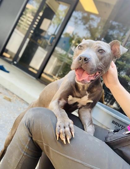 Vegas (in foster), Adoptable, Young Female Mixed Breed & Mixed Breed.