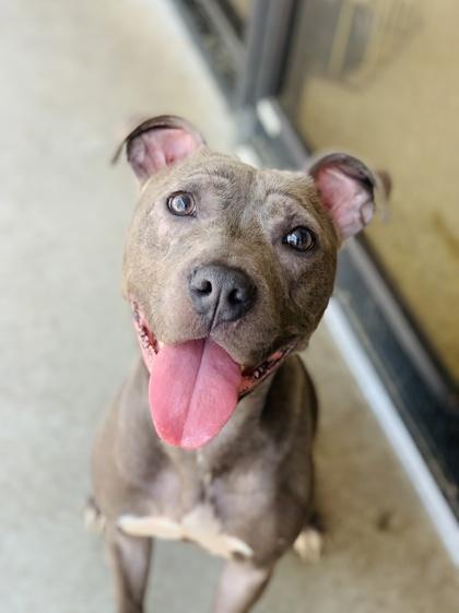 Enlarge Vegas (in foster), a Adoptable Mixed Breed in Atlanta, GA image 2/3