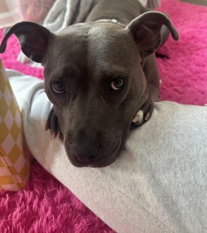 Enlarge Vegas (in foster), a Adoptable Mixed Breed in Atlanta, GA image 3/3