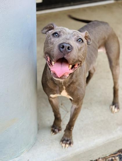 Vegas (in foster), a Adoptable Mixed Breed in Atlanta, GA image 3/3