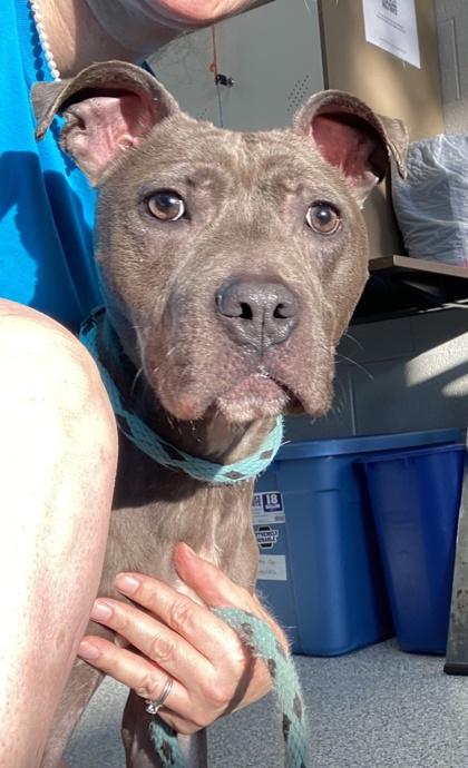 Enlarge Vegas (in foster), a Adoptable Mixed Breed in Atlanta, GA image 3/3