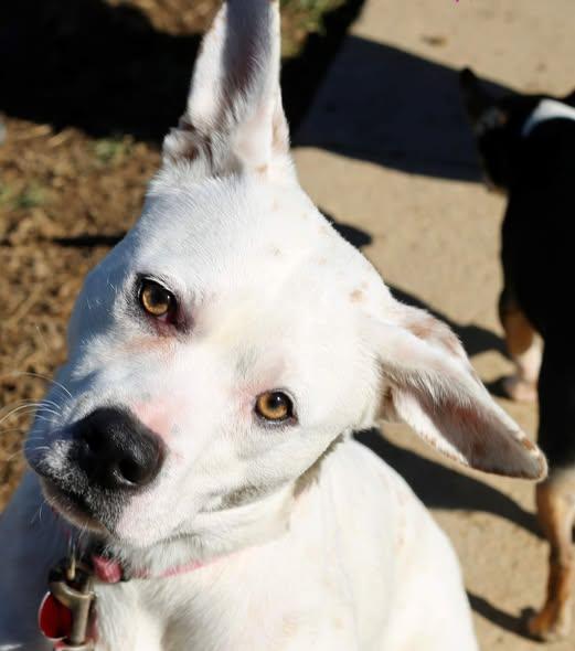 Enlarge Marshmellow, a Adoptable Terrier in Mountain City, TN image 2/3