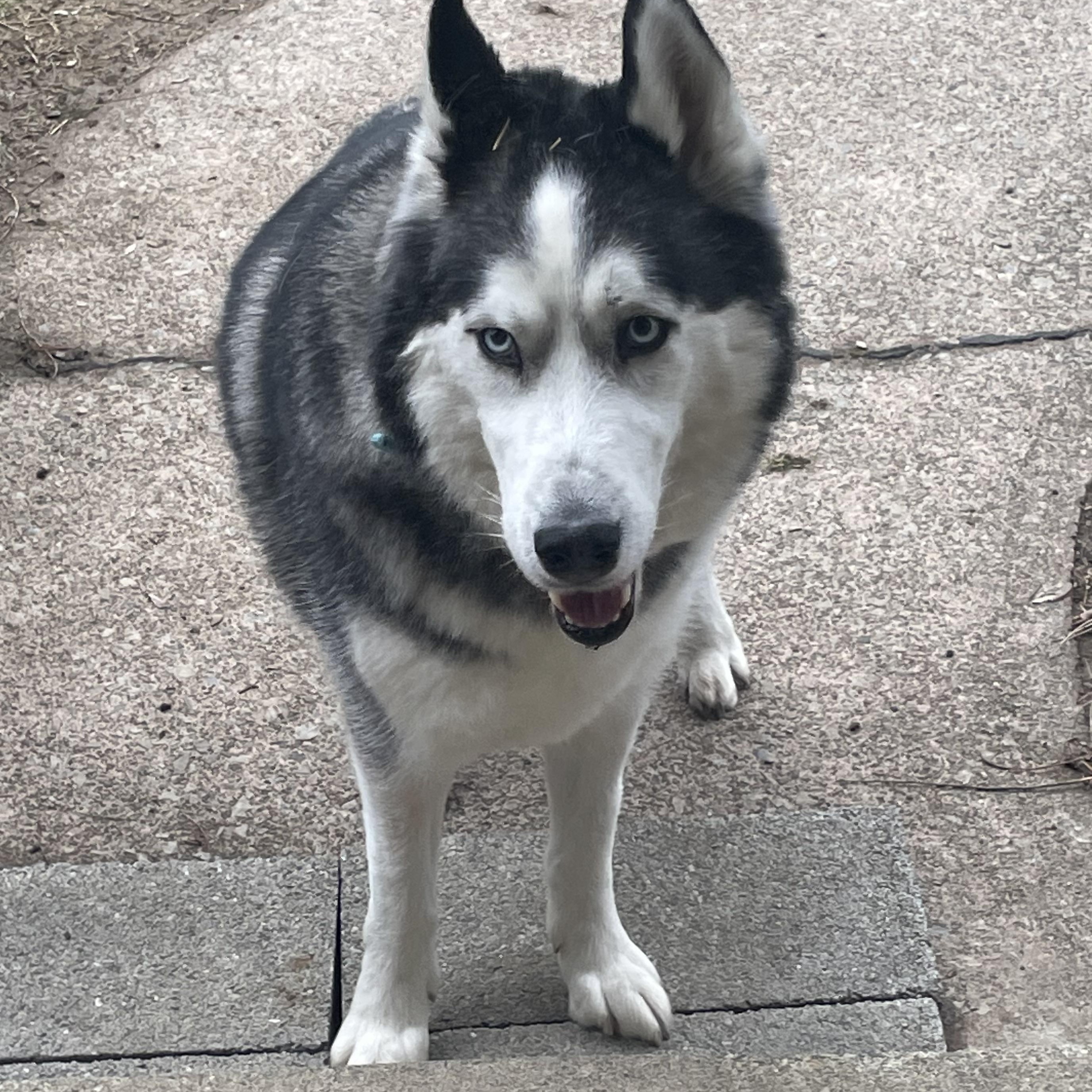 Enlarge Mishka, an adopted Siberian Husky in Richboro, PA image 2/2