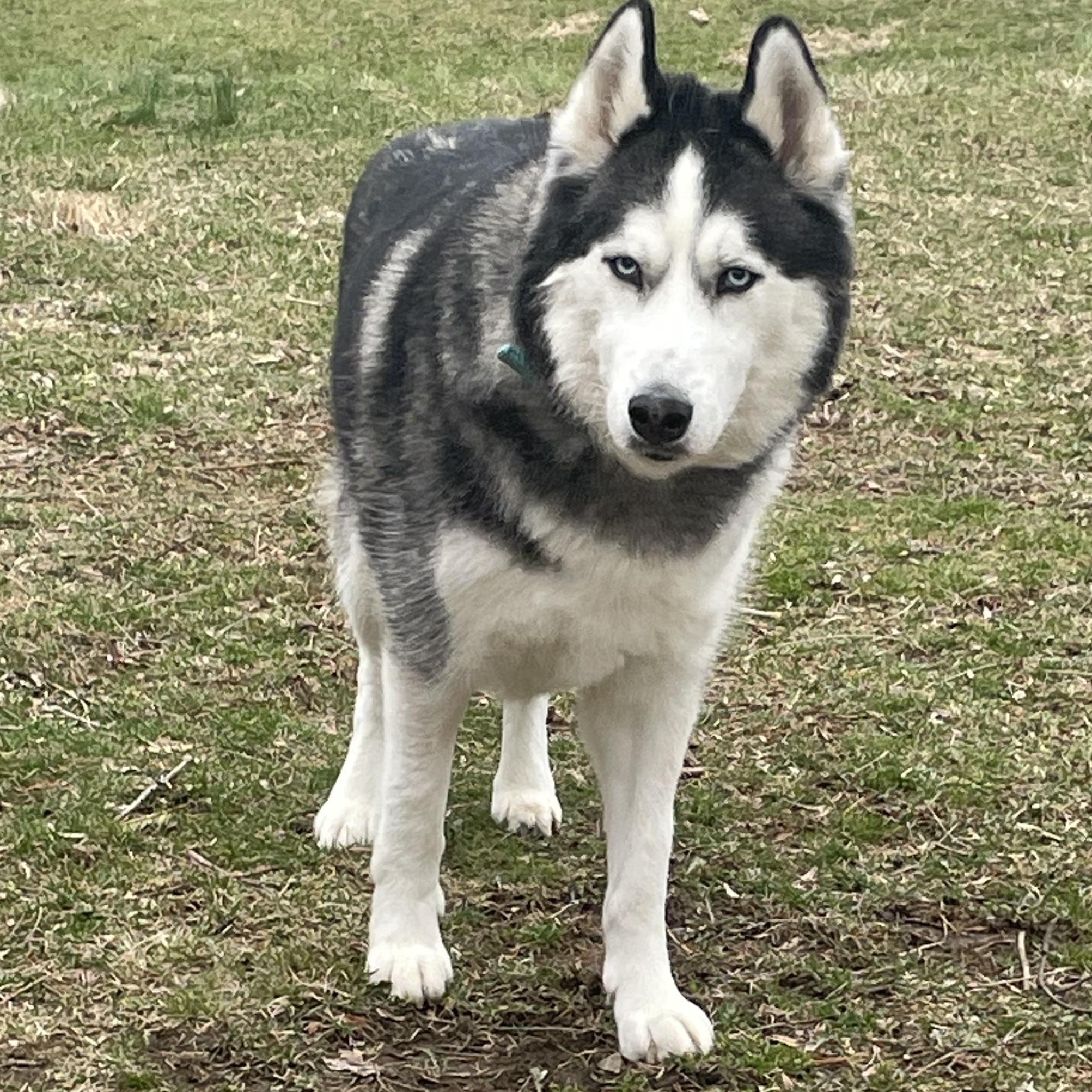 Enlarge Mishka, an adopted Siberian Husky in Richboro, PA image 1/2