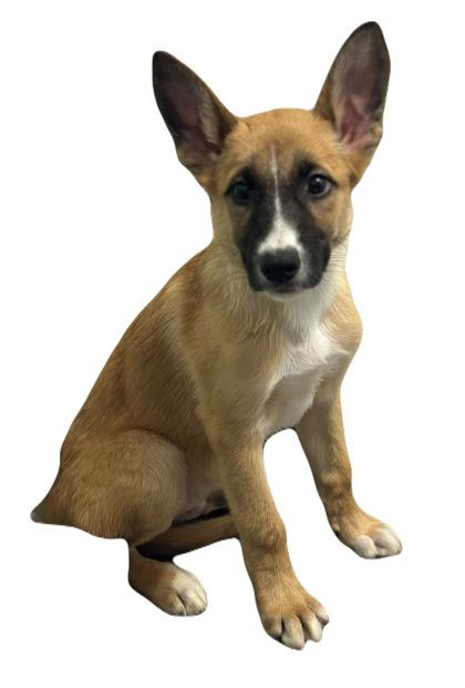 Enlarge Rex, a Adoptable German Shepherd Dog in Red Bluff, CA image 4/4