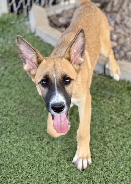 Enlarge Rex, a Adoptable German Shepherd Dog in Red Bluff, CA image 2/4