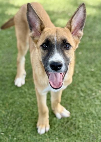 Rex, Adoptable, Young Male German Shepherd Dog.
