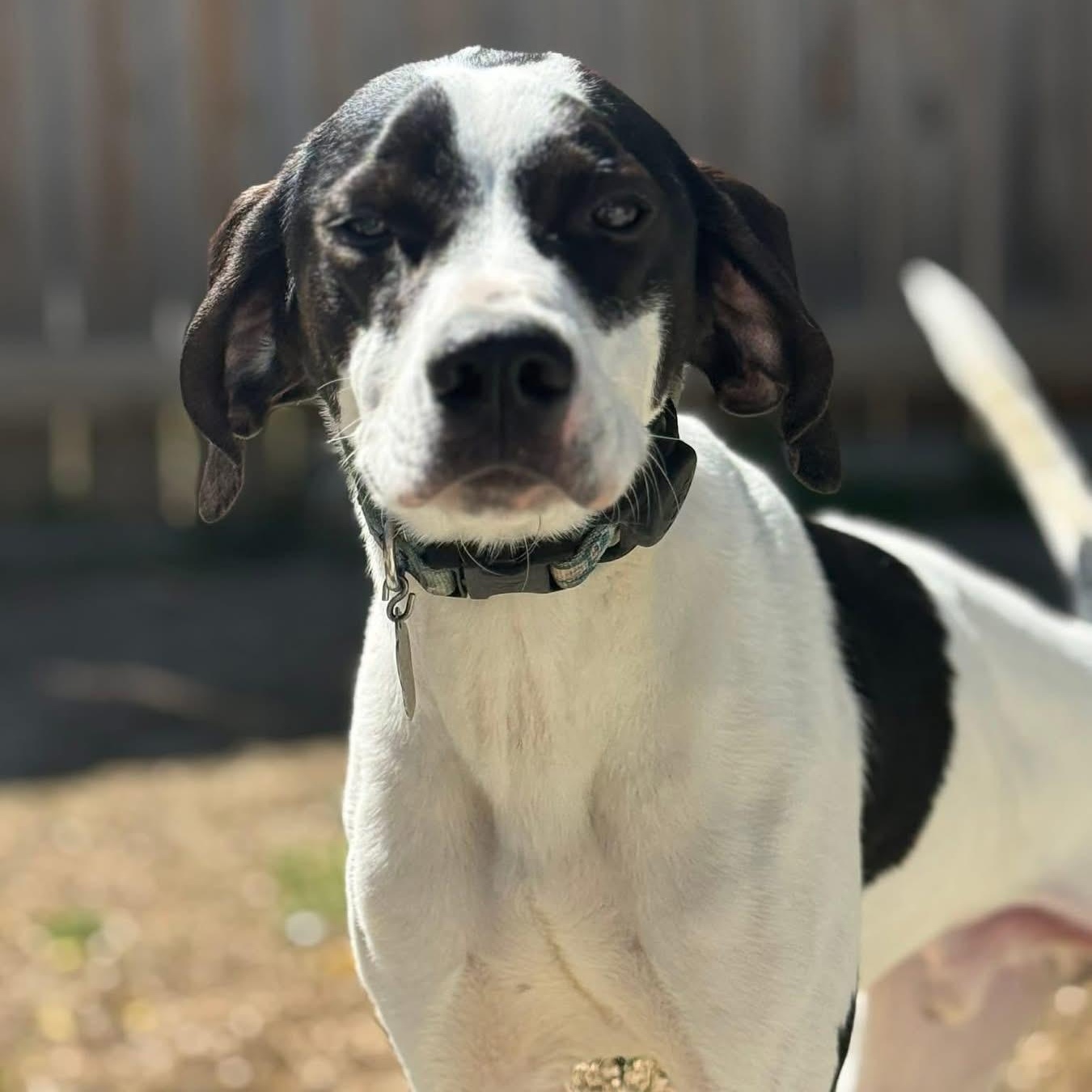 Anderson, a ADOPTABLE mixed breed in Spring Hill, TN image 3/5