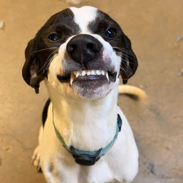 Anderson, ADOPTABLE, Young Male Treeing Walker Coonhound & English Pointer.
