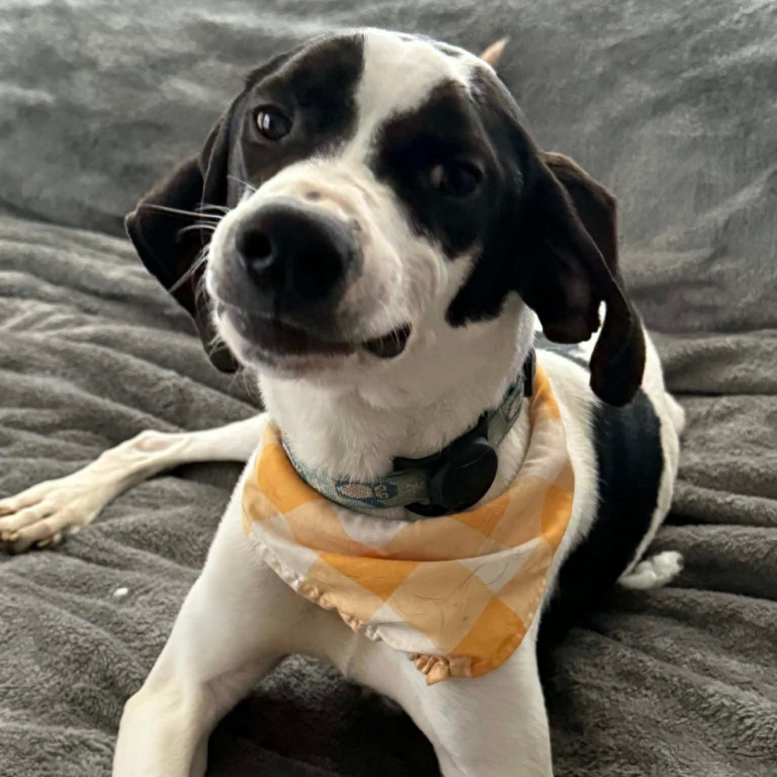 Anderson, a ADOPTABLE mixed breed in Spring Hill, TN image 2/5