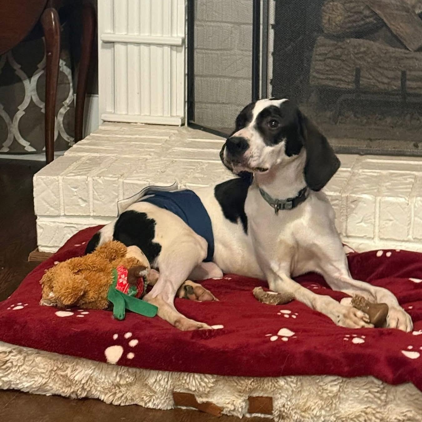 Anderson, a ADOPTABLE mixed breed in Spring Hill, TN image 5/5