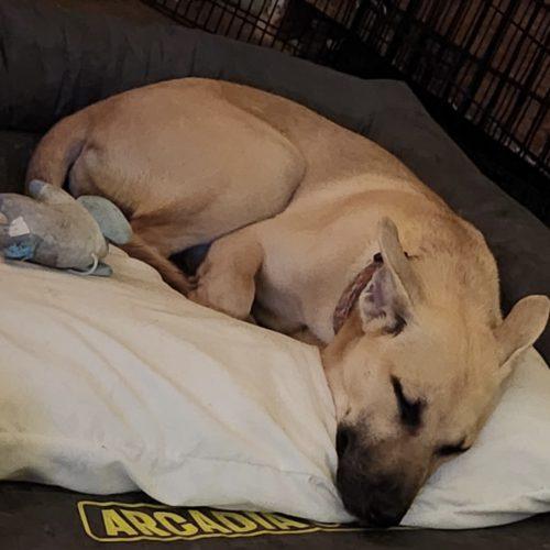 Luna, a Adoptable German Shepherd Dog in Wilmington, NC image 1/5